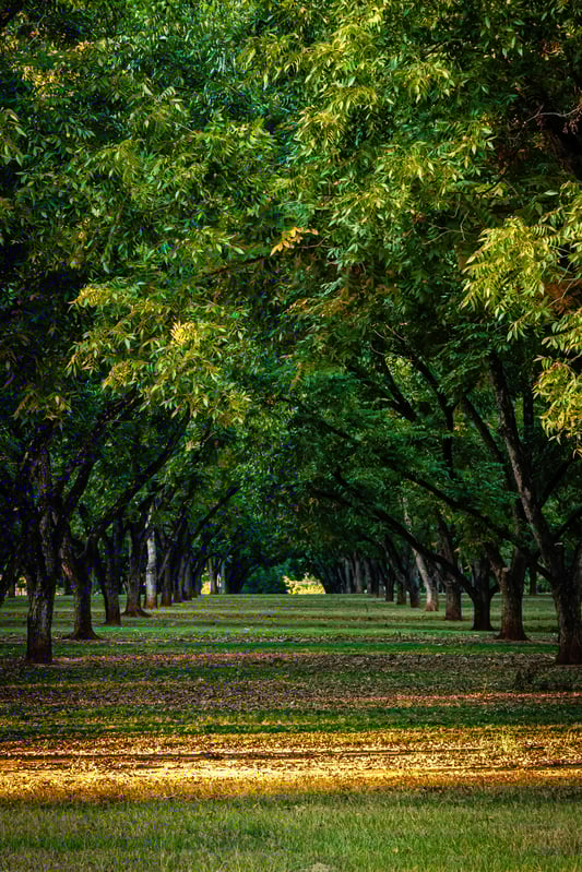 Pecan Orchard copy Pecan Orchard copy